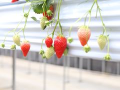 �t�@�[�}�V�A�v�ۂ̎ʐ^1