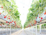 MIGAKI FARM(ICHIGO WORLD)̎ʐ^2