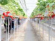 �t�@�[�}�V�A�v�ۂ̎ʐ^2