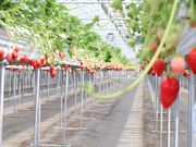 �t�@�[�}�V�A�v�ۂ̎ʐ^4