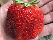 Strawberry　farm HAMADAの写真1