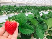 �Ȍ������������̎ʐ^4