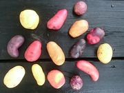 Ё@AOt@bVO[v@\K[Y_̎ʐ^4