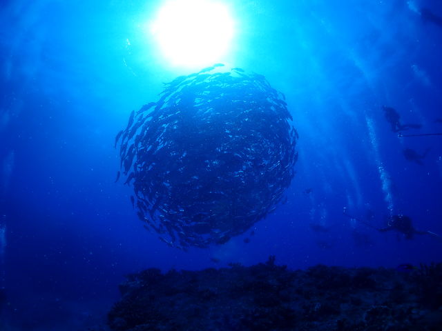 scuba�@diving�@mahalo