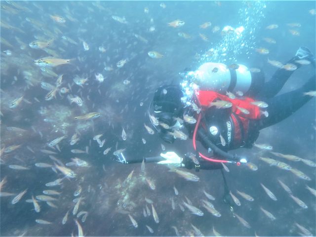 ���E���w�̋��e�̓_�C�o�[�������Ȃ��Ȃ����Ⴄ���Ƃ��I_DIVING�@SHOP�@SEVEN7