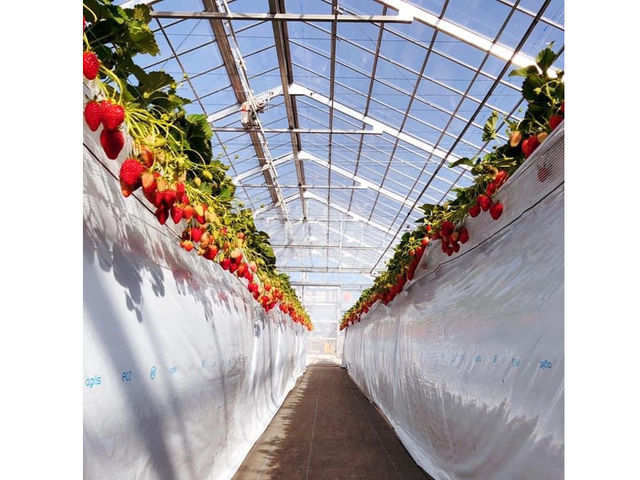 �|���|���R�X�g���x���[(Pon Pon YAMA Strawberry)