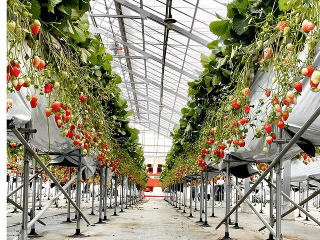 �|���|���R�X�g���x���[(Pon Pon YAMA Strawberry)