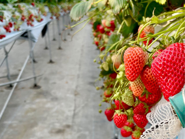 �|���|���R�X�g���x���[(Pon Pon YAMA Strawberry)