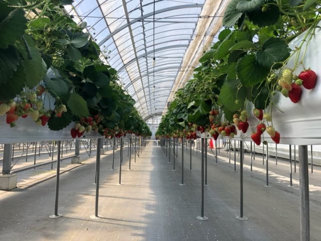 �u�������n�E�X���v�n�ʂ���1m���炢�̍����ʒu�ō͔|���Ă���̂ŁA�����܂��ɗ������܂܂�������肪�y���߂܂��I_�T�j�[�_��