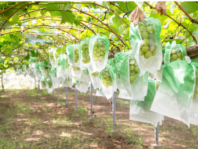 �t���g���G �����ʎ���