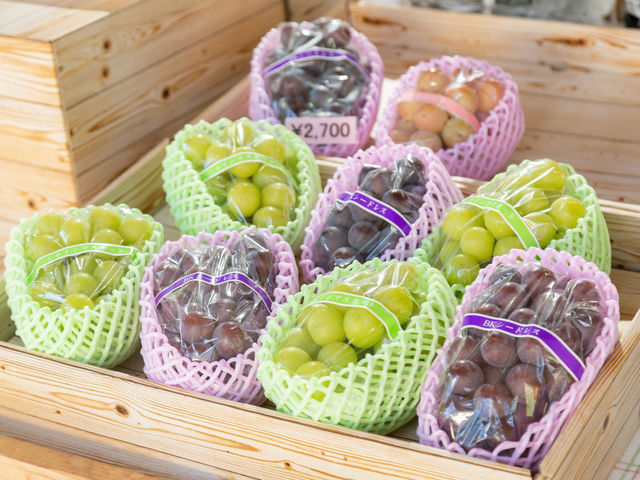 �t���g���G �����ʎ���