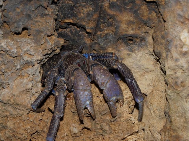 �i�C�g�c�A�[�ł̓��V�K�j������邩��_�Ί_�� ADVENTURE PiPi