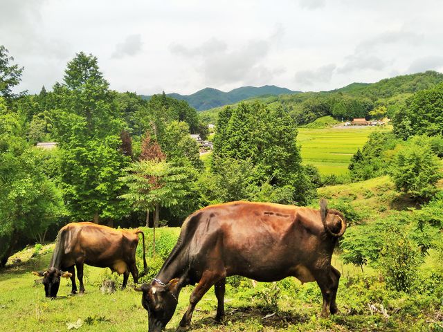 山の放牧地で自由に過ごす牛たち_ふくふく牧場