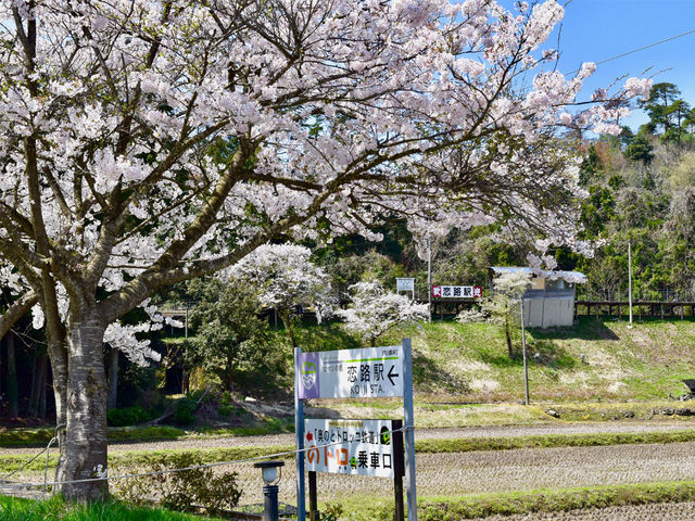 ���ق��k���T�� �̃g���̌��ցu�� ���H�w�v_�̌��𗬎{�݁@���u�����H