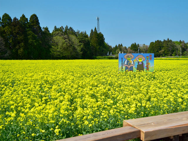 ���Ԃ�5�����̏ꏊ�ɂ���u�؂̉Ԕ��v_�̌��𗬎{�݁@���u�����H