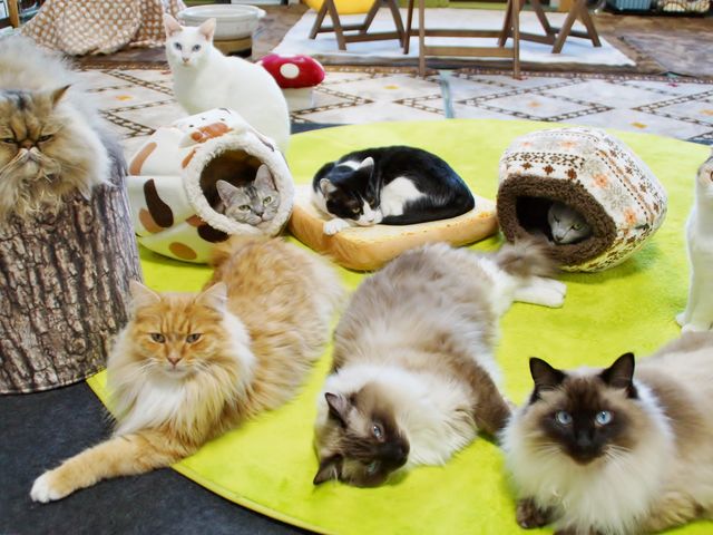 ねこあそび 予約 アクセス 割引クーポン じゃらんnet