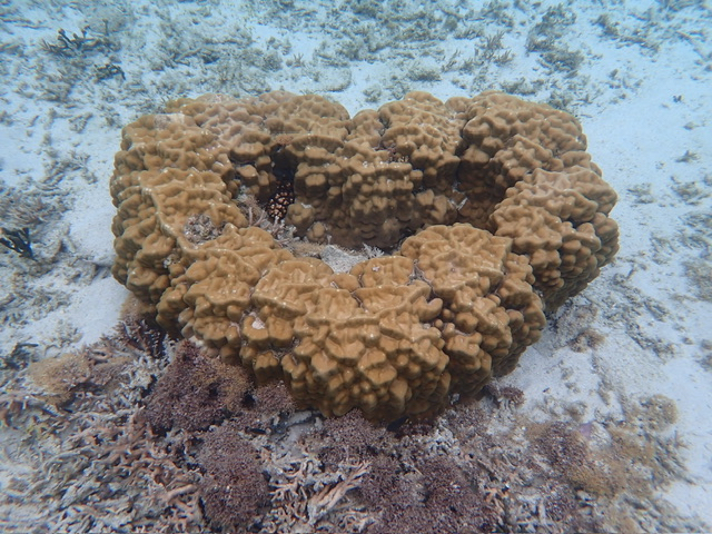 �n�[�g�R�[����
���V���b�v�ł������邱�Ƃ��ł��Ȃ��n�[�g�R�[����
�n�[�g���b�N��茻���I_�}�������B���b�W����