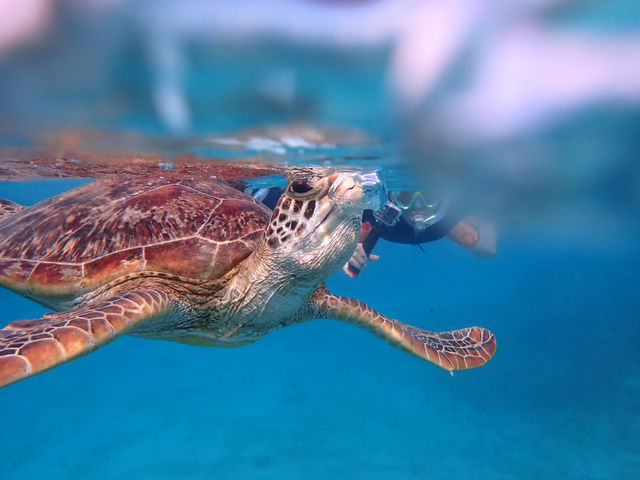 �V���m�[�P���c�A�[
�A�I�E�~�K���̑��p���V�[���I�ԋ߂Ō���閲�̃c�[�V���b�g�B�e�������ł����H_�}�������B���b�W����