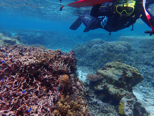 �X�m�[�P�����S�҂̕��ł��Q��OK�I
��ނ̎g�������������背�N�`���[���܂�_JellyFish