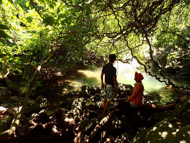 ジャックと豆の木と滝とマングローブカヌー（写真は豆の木ポイント）_Amanicoガイドサービス