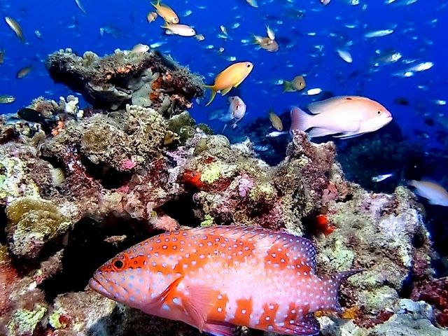 �����哇�k���@���܂݂��_�C�o�[