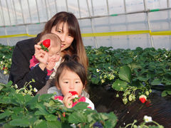 MASHIKO@STRAWBERRY@FARM̎ʐ^1