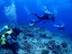 scuba�@diving�@mahalo�̎ʐ^4