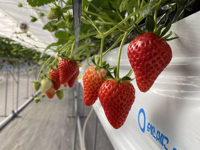 �T�j�[����t�@�[��