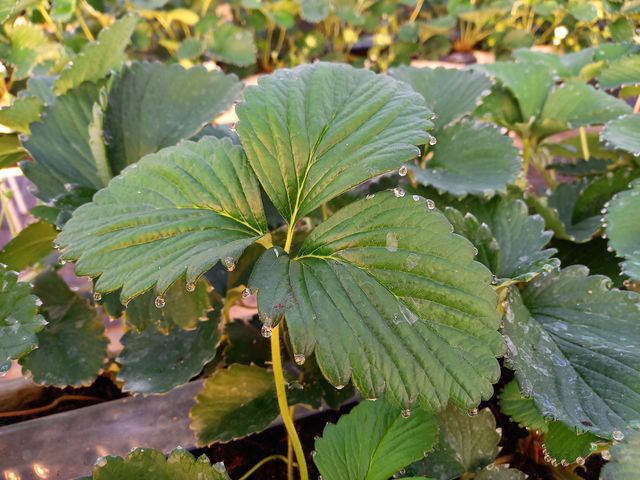 �t�̐�ɂ������H�͌��C�ȏ؋��I������������Ɖh�{�����z�����Ă��܂���_��������_��