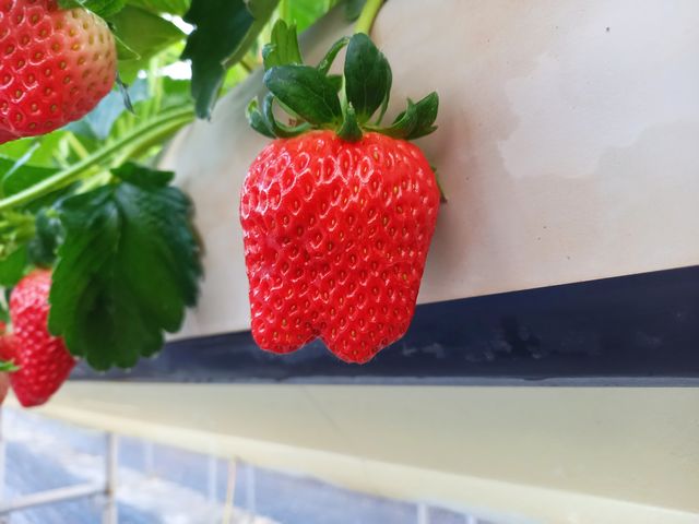 �����傫�������Ƃ͈ꖡ�Ⴂ�܂��I_��������_��