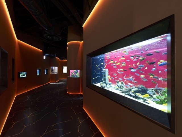 �A�t���J�]�[��_�J���X�C ��萅����