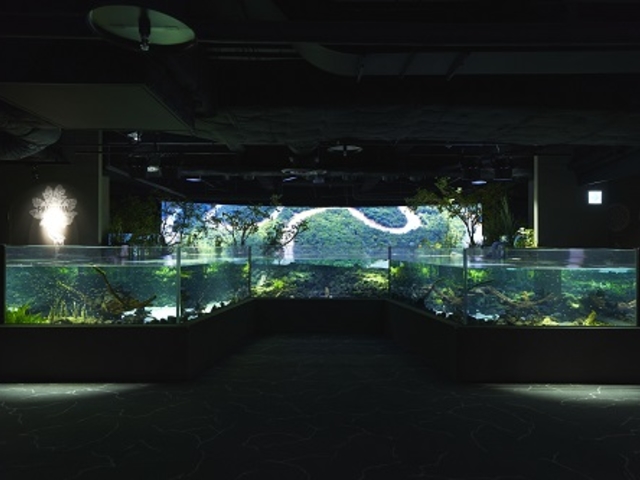 �p���^�i���G���A_�J���X�C ��萅����