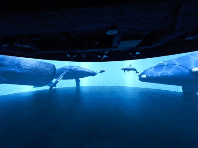 ����4��J�ÁI�C���J��N�W���̒��Ԃ������Љ�u���E�̃N�W���ɉ�ɍs�����v_�J���X�C ��萅����