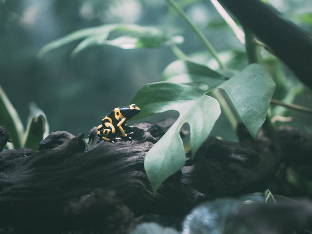 ���h�N�K�G�����͂��߂Ƃ����F�N�₩�ȃJ�G������_�J���X�C ��萅����