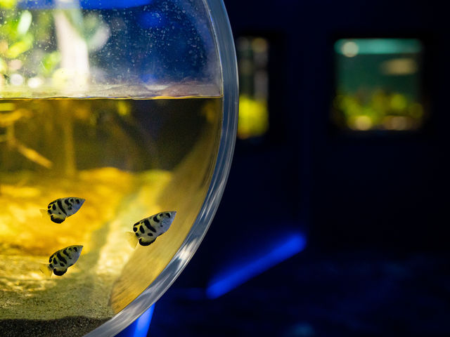 �I�Z�A�j�A�E�A�W�A�]�[���̃e�b�|�E�E�I_�J���X�C ��萅����