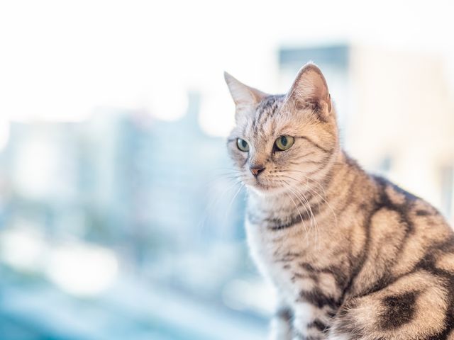 �L���������낮�\���l�R�J�t�F_�J���X�C ��萅����