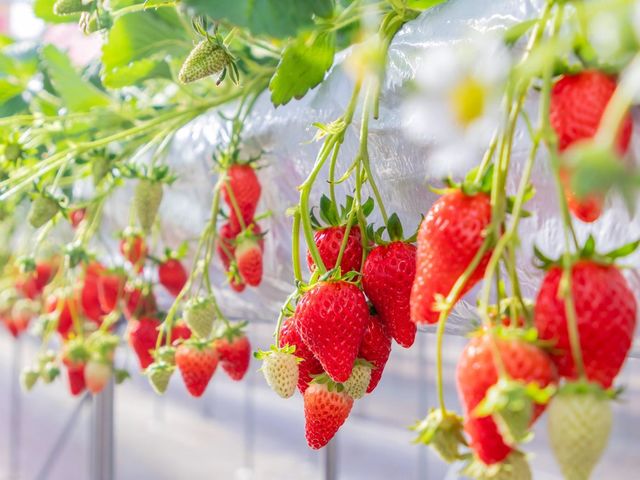 ���������̑Ώۂ�5�i��ł��i���ɂ����n�ł��Ȃ��i�킪���邱�Ƃ�����܂��j�B���n�����������y���݂��������I_�̌��_���@�݂Ƃ�