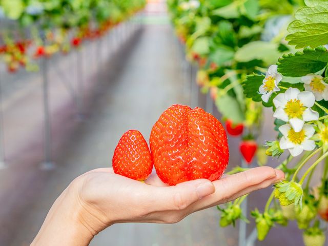 ��ʎs��ł͗��ʂ��Ȃ��h�嗱�h�Ȋ��n�������́A���������̑�햡�ł��I_�̌��_���@�݂Ƃ�