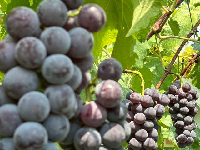 �Ԃǂ����͊󏭂ȂԂǂ��̐H�ו���ł�_�̌��_���@�݂Ƃ�