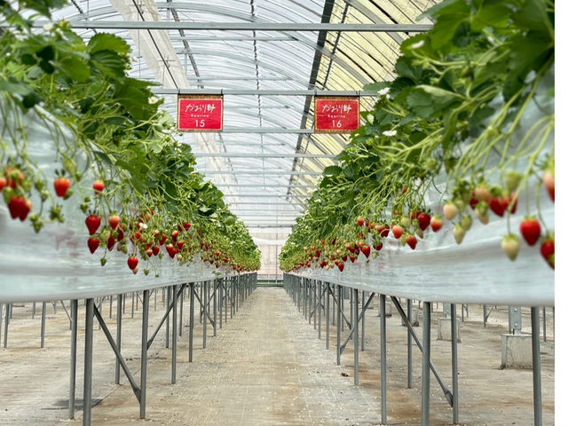 �̌��_���@�݂Ƃ��̎ʐ^1