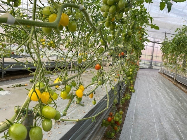 �����o�v�_��