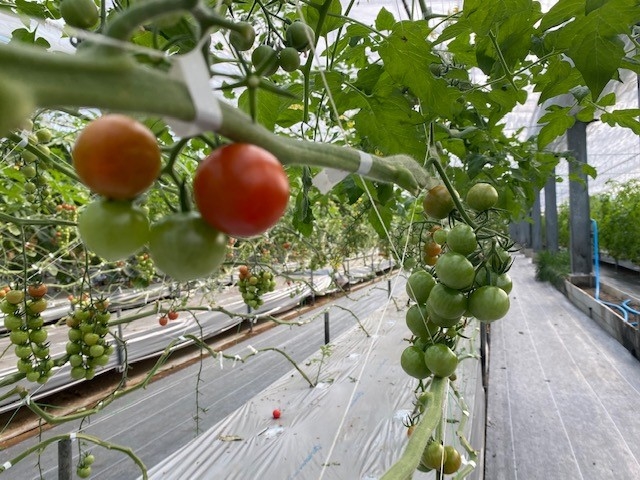 �����o�v�_��