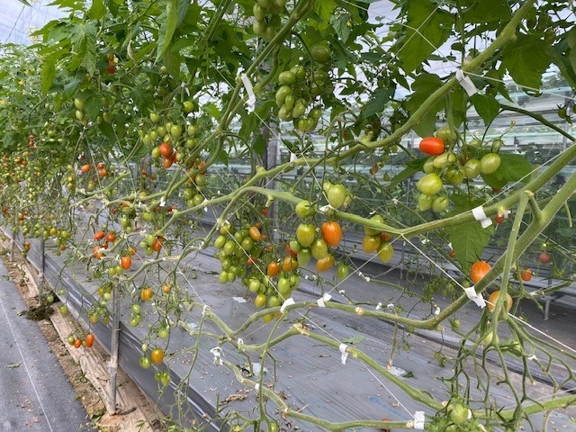 �����o�v�_��