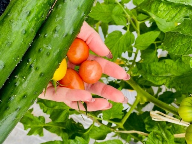 �����o�v�_��