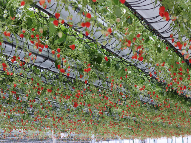 �ƂƂ�׃t�@�[��