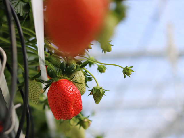 �ƂƂ�׃t�@�[��