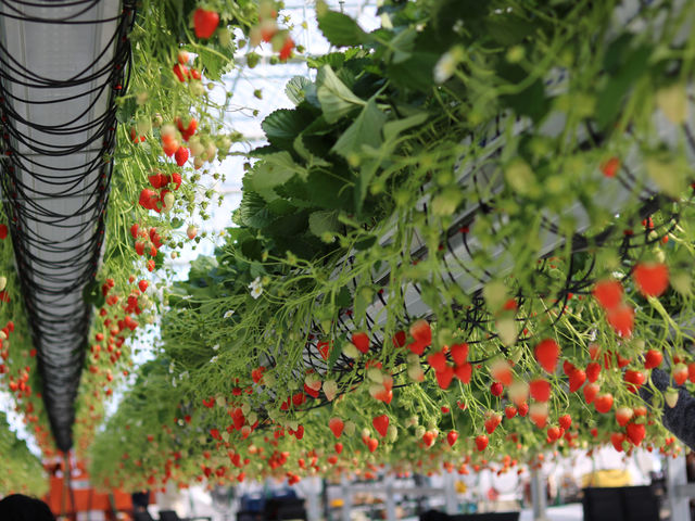 �ƂƂ�׃t�@�[��