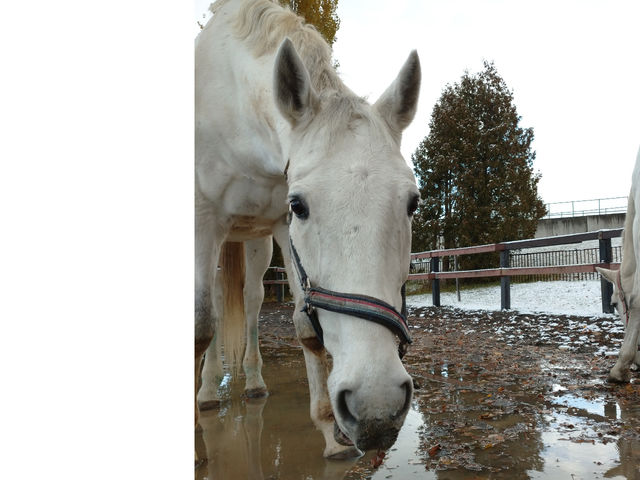 �`�n�Љ�`
�y�V���{���I�i�[�z
1�T�΁B�l�ɂ͗D���������Ƃ肵�Ă��܂����A�n�����̒��ł̓{�X�I���݁B�g�̂��傫�����������ł���2021�N����_�����Ђ����n�N���u