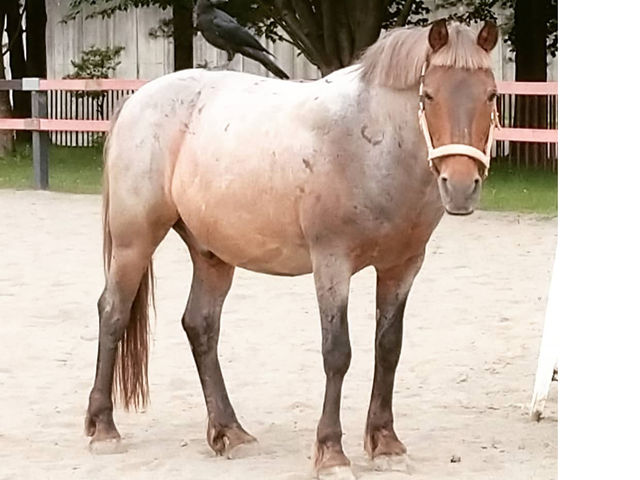 �`�n�Љ�`
�y�����Łz
21�΂ł������킸�ƒm�ꂽ����̃A�C�h���z�[�X�I�A�����S�҃��b�X���ł͑劈��B�n�����̃��[�h���[�J�[�ł�����܂���2021�N����_�����Ђ����n�N���u