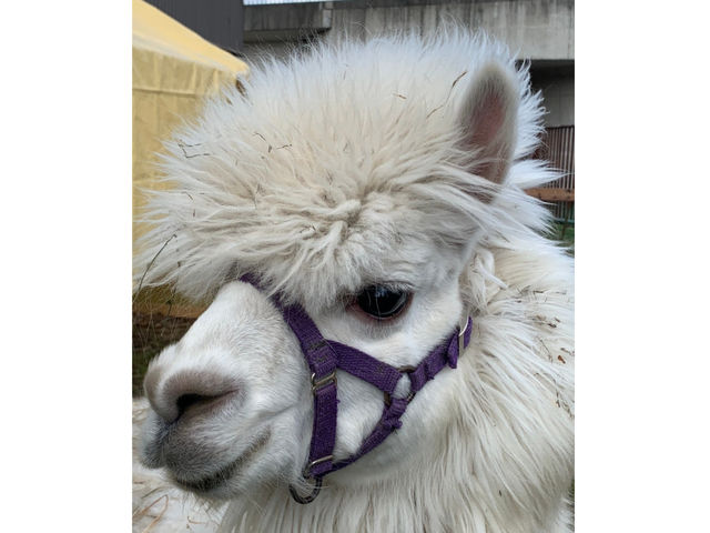 �ߘa�R�N�S���A���o��̃A���p�J�ł��I
������͂��񂫂���E4�΂ł���_�����Ђ����n�N���u